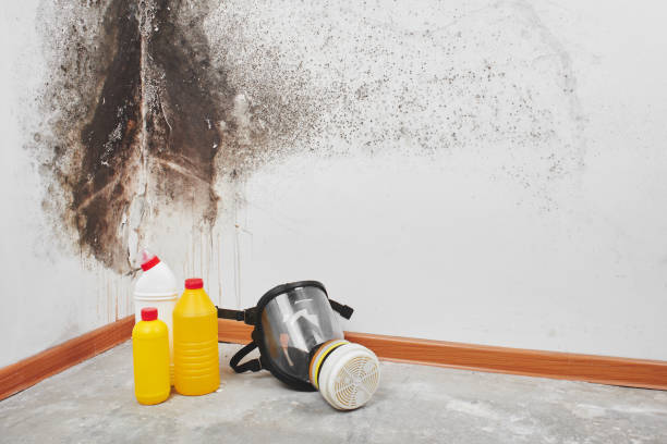 Best Mold Damage Repair  in Henderson, TX