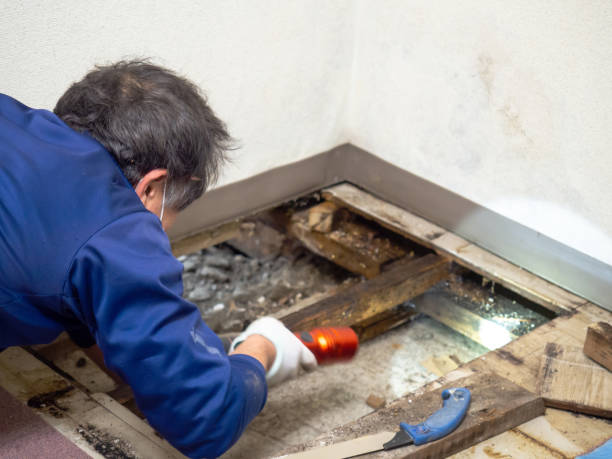 Best Mold Damage Repair  in Henderson, TX