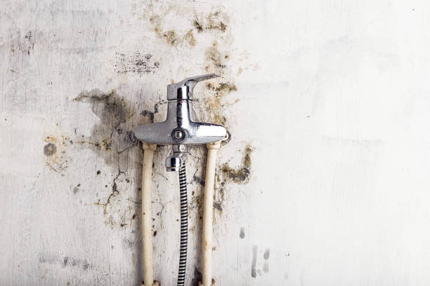Reliable Henderson, TX Mold Removal Solutions