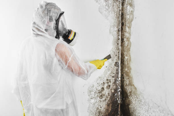 Best Attic Mold Removal  in Henderson, TX