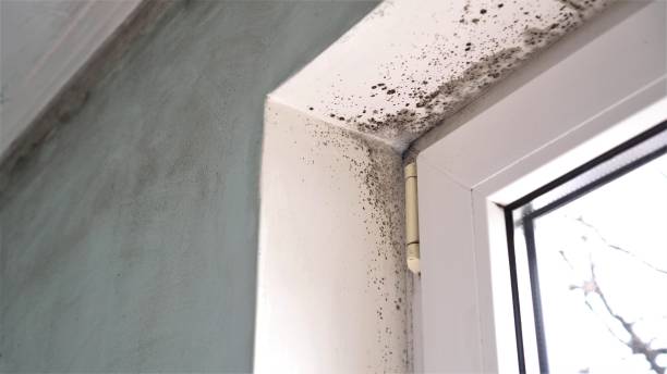 Best Mold Removal Process  in Henderson, TX