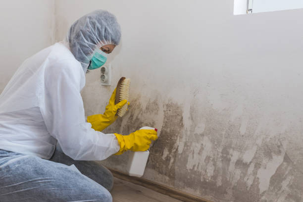 Mold Removal Process in Henderson, TX