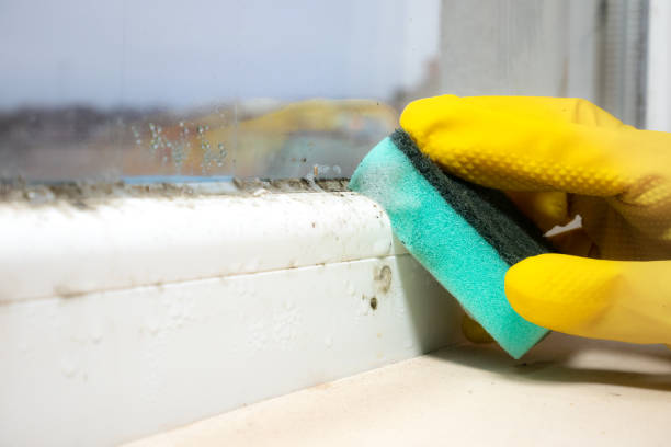 Best Same-Day Mold Removal  in Henderson, TX