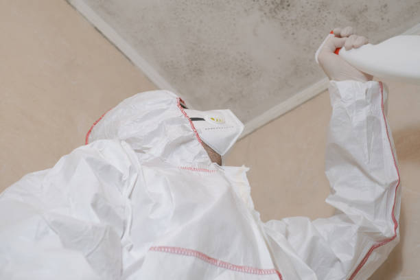 Best Home Mold Removal  in Henderson, TX