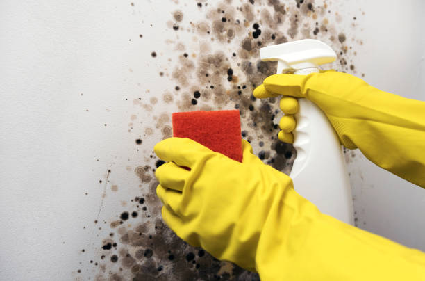 Best Emergency Mold Removal  in Henderson, TX