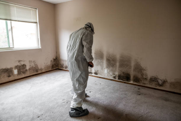 Best Mold Removal Near Me  in Henderson, TX