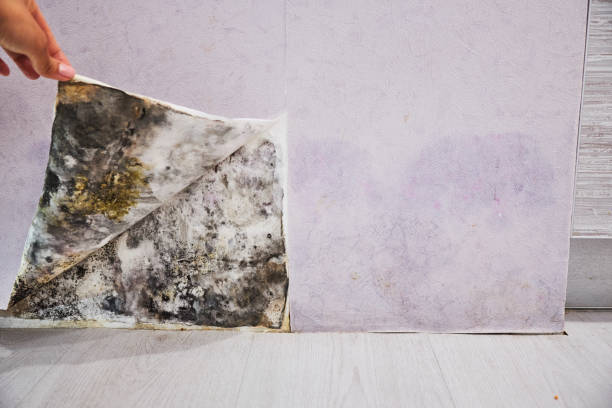 Best Mold Removal Company Near Me  in Henderson, TX